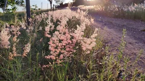Roadside grass flowers Foto stock