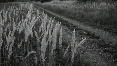 Roadside grass Stock Footage 115476851