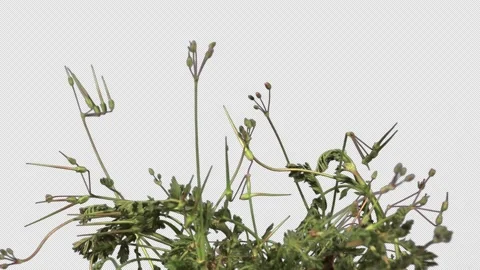 Roadside grass grows in time-lapse with alpha channel, 4K. Stock Footage 164408917