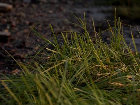 Roadside grass Stock Photos