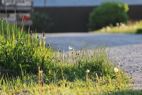 Roadside green grass in the rays of the evening sun Stock Photos