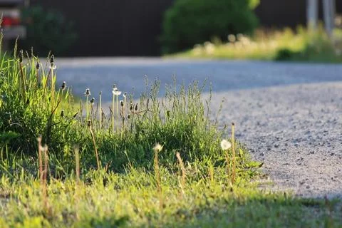 Roadside green grass in the rays of the evening sun Stock Photos