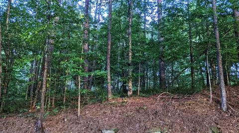 Roadside Grove 库存照片