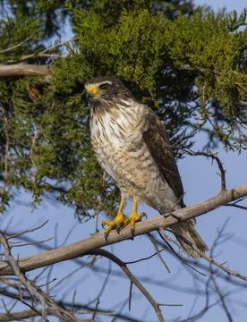 Roadside Hawk perched, calden forest, La Pampa , Argentina Stock Photos