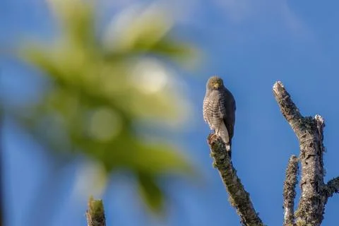 A roadside hawk perched on the tip of a broken branch Stock Photos