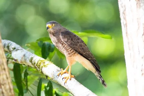 Roadside hawk perched on a tree branch Stock Photos