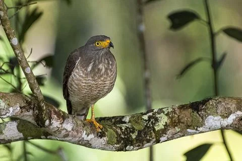 Roadside Hawk Foto stock