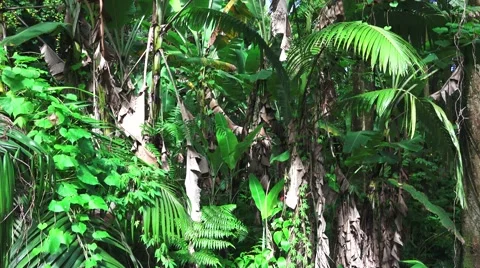 Roadside jungle encroachment Stock Footage 57201342