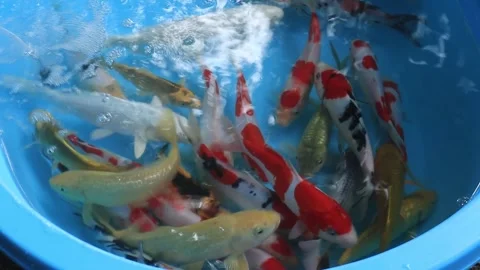 Roadside koi fish seller. Stock Footage 253846740