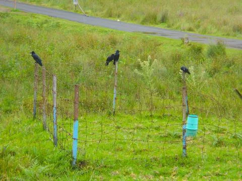 A roadside landscape Foto stock