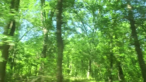 Roadside leaves Stock Footage 240131432