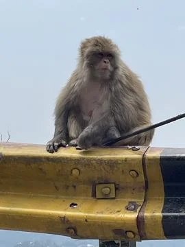 Roadside Macaque Monkey on a Guardrail Stock Photos
