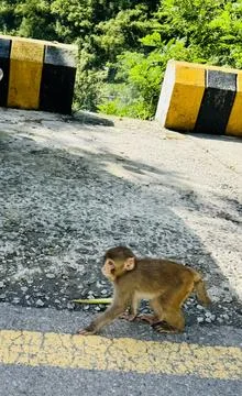A Roadside Monkey Foto stock