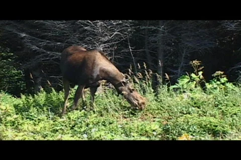 Roadside Moose in Newfoundland Video stock 506775