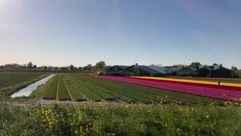 Roadside panorama of Dutch tulip fields with converging rows under clear blue 스톡 동영상 342749711