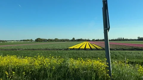 Roadside panorama of Dutch tulip fields with converging rows under clear blue Stock-Footage 342750239