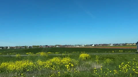 Roadside panorama of Dutch tulip fields with converging rows under clear blue Stock-Footage 342750958