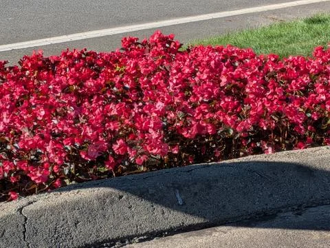 A roadside patch of red flowers blooming beside grass and asphalt Stock Photos