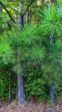 Roadside Pines 库存照片