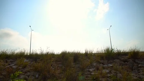 Roadside plant Stock Footage 93346252