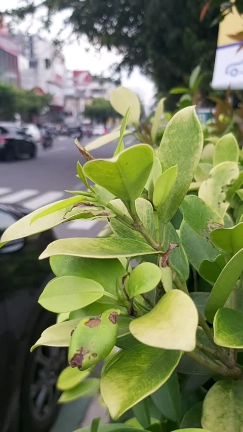 Roadside plants blur background Stock Footage 232971344