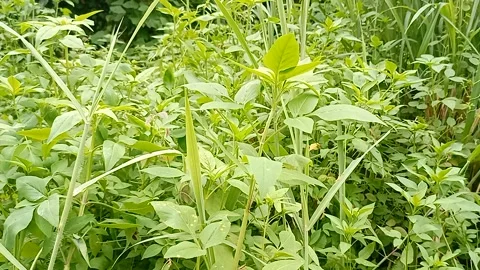 Roadside plants Part 1 Stock Footage 240633293