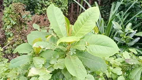 Roadside plants Part 3 Stock Footage 240633876