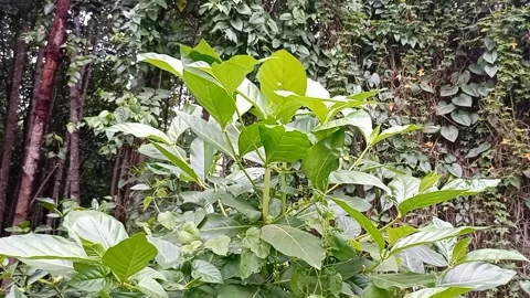 Roadside plants part 4 Stock Footage 240634467
