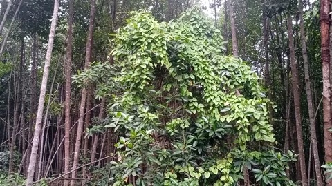 Roadside plants part 5 Stock Footage 240635137