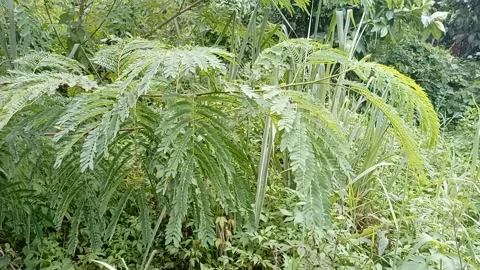 Roadside plants part 6 Stock Footage 240635959