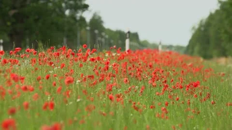 Roadside poppies Stock Footage 11399975