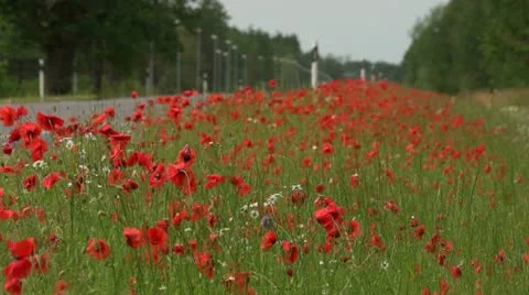 Roadside poppy field Stock Footage 11399962