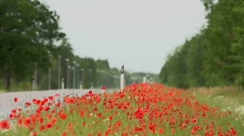 Roadside poppy field Stock Footage 11400288