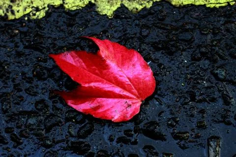 Roadside Red Leaf Foto stock
