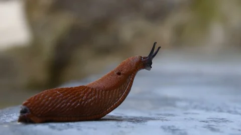 Roadside red slug crawling on concrete leaving slime, pest of gardens Video stock 114927520