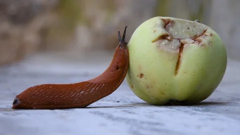 Roadside red slug crawling on a fallen Apple, a pest of orchards and gardens Stock Footage 114953020