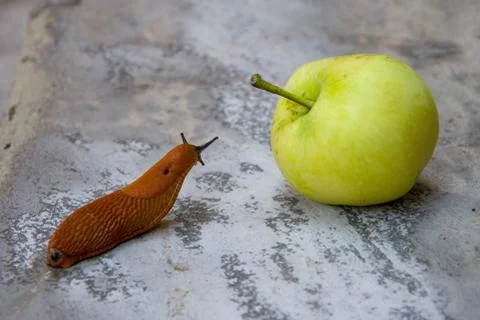 Roadside red slug crawling to the fallen Apple, a pest of orchards and gardens Stock-Fotos