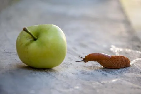 Roadside red slug crawling to the fallen Apple, a pest of orchards and gardens Fotos de archivo