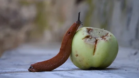 Roadside red slug eating a fallen Apple, a pest of orchards and gardens Stock Footage 114953147