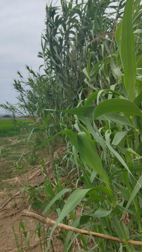 Roadside reeds Stock Footage 311908000