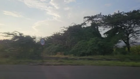 Roadside Savanna Trees and Fields at Dusk from Moving Car, Arusha, Tanzania 8K Stock Footage 313909883