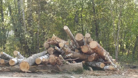 Roadside, sawn tree, stumps, logs Stock Footage 278397104