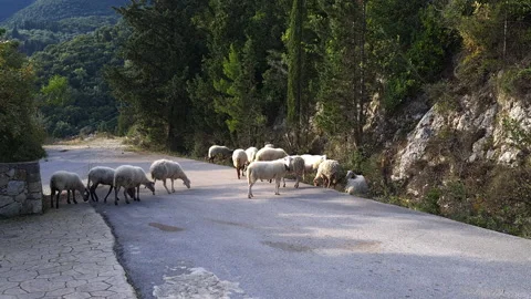 Roadside sheep. Stock Footage 164772300