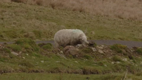 Roadside Sheep Grazing Stock Footage 240000253