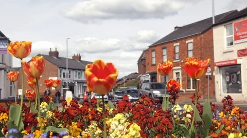 Roadside spring flowerbed display of wallflowers and tulips  in town Leyland. Stock Footage 87618935