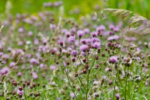 Roadside spring thistle blossoms Stock Photos