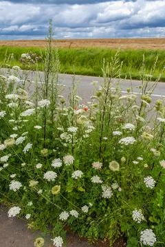 Roadside in summer, flowered shoulder path 库存照片