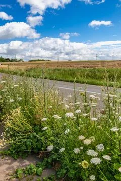 Roadside in summer, flowered shoulder path Stockfoto's