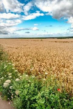 Roadside in summer, flowered shoulder path Stockfoto's
