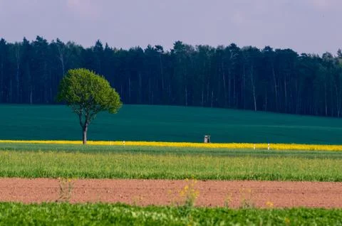 Roadside tree between a green and a yellow field Stock Photos
